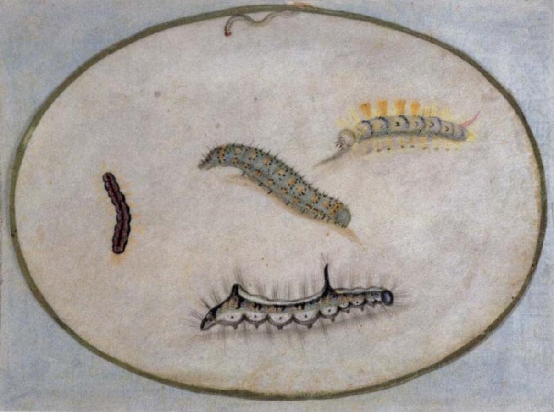 Caterpillars, Maria Sibylla Merian